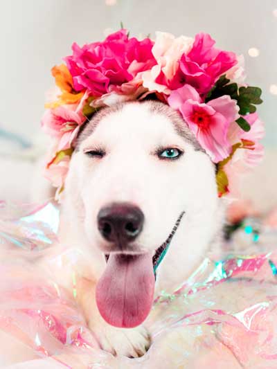 Coraza docente. Desarrolla una buena espalda. 2 Coraza docente. Desarrolla una buena espalda. 1