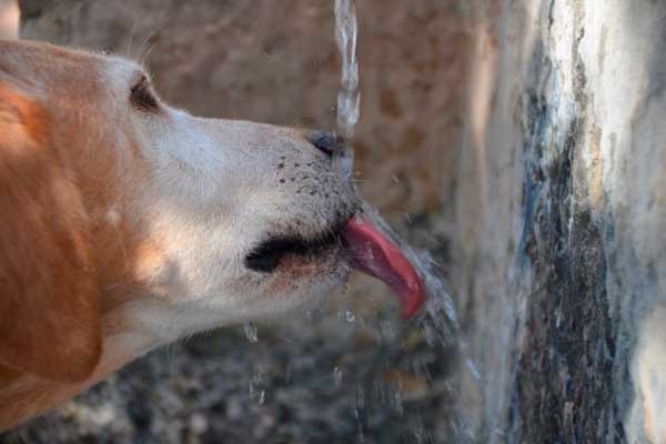 mi perro alf bebiendo agua