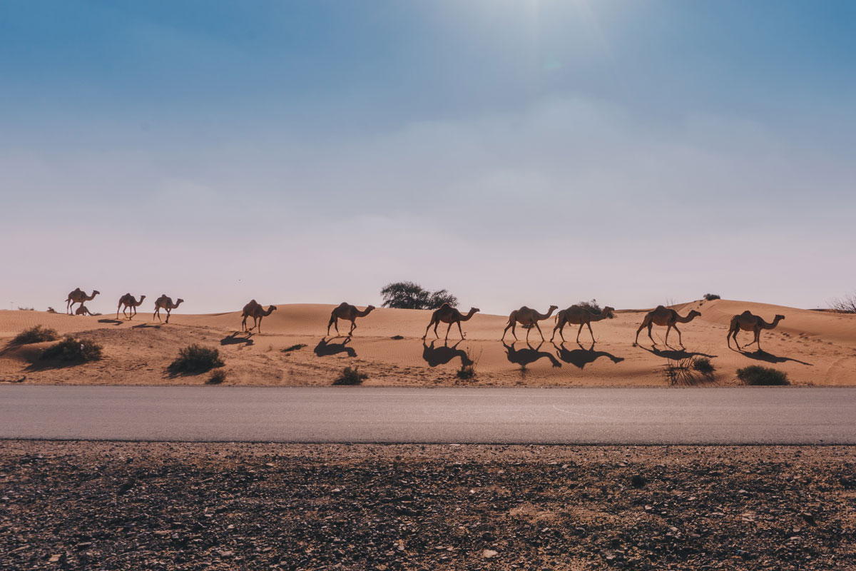 fila de camellos en el desierto