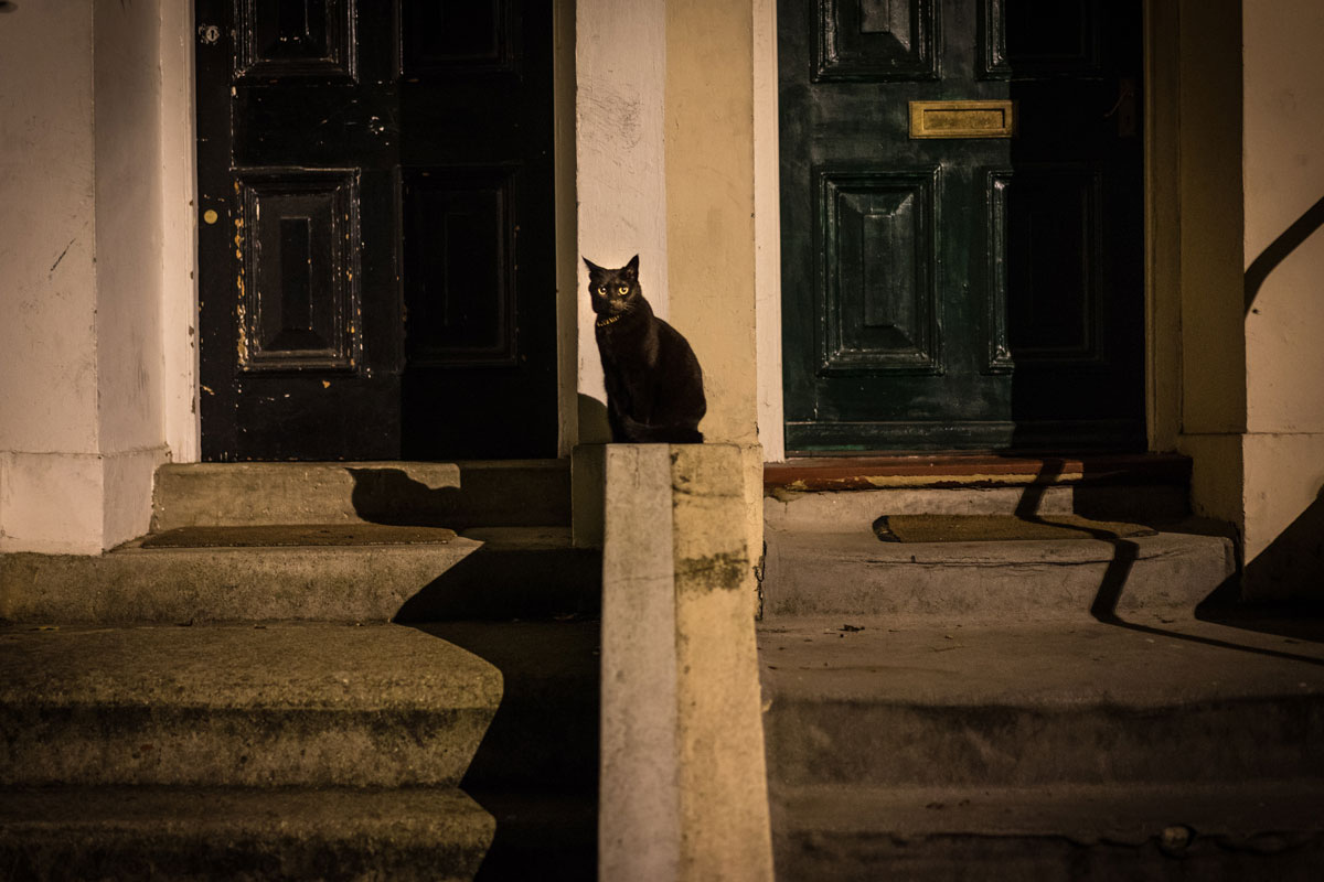 gato negro en unas escaleras